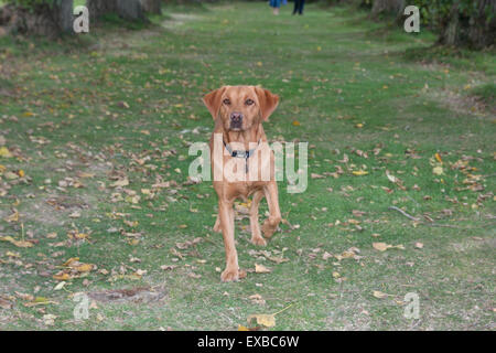 Fox Red Labrador in Wäldern Stockfoto