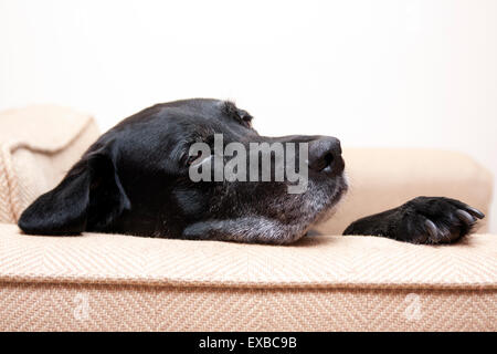 Ältere schwarze Labrador, männlichen Alleinstehenden im Sessel liegen Stockfoto