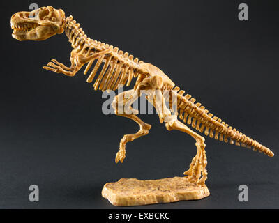 Dinosaurierskelett Tyrannosaurus T Rex Statuette auf schwarzem Hintergrund, t-Rex-Spielzeug Stockfoto