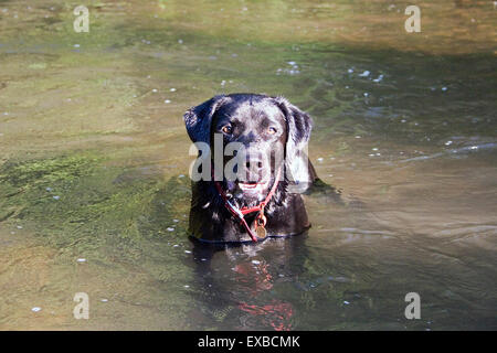 junge schwarze Labrador Welpen spielen im Wasser Stockfoto