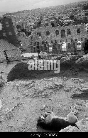 Schlafende streunenden Hund auf der Akropolis, Athen, Griechenland Stockfoto