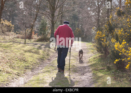 Lurcher Hund und älterer Mann mit Gehstock zu Fuß bis Waldweg, Marley Down, Surrey Stockfoto