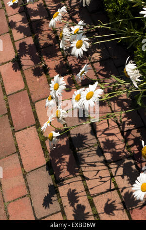 DAiSES Schatten auf Ziegel zu Fuß. Stockfoto