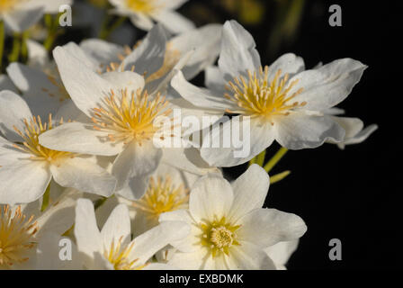 Scentred clematis Stockfoto