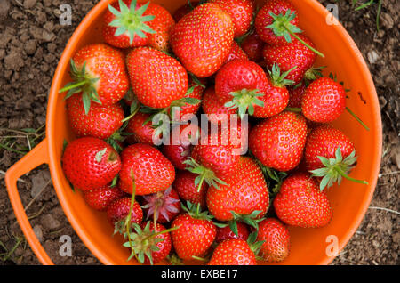 Frisch gepflückten Erdbeeren in einem orange Bowl. Stockfoto