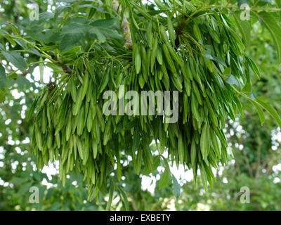 Gemeinsamen Esche (Fraxinus Excelsior) Samenkapseln, Wiltshire, UK Stockfoto