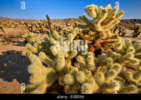 Cholla Cactus Garden, Cylindropuntia Fulgida, Joshua Tree National Park, Mojave Wüste, Kalifornien, USA, Joshua Tree National Stockfoto