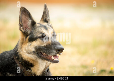 Porträt von aufmerksam und wachsam Schäferhund. Stockfoto