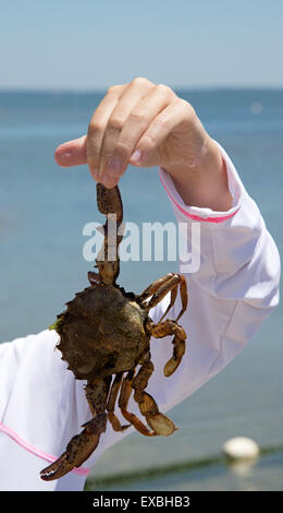 Kleines Mädchen hält eine Krabbe am Meer. Long Island USA Stockfoto