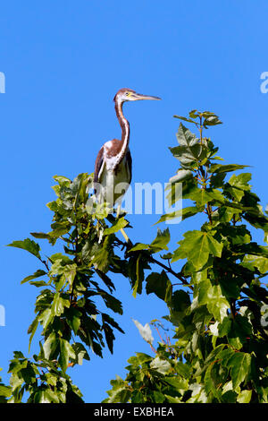 Tri farbige Heron auf Ast. Stockfoto