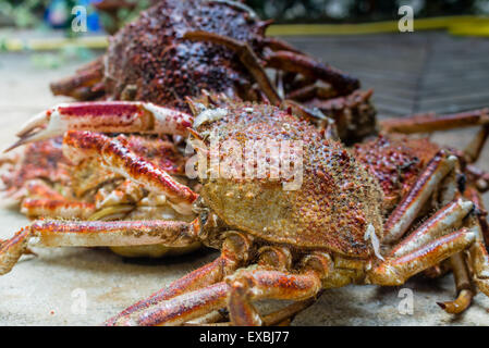 Nahaufnahme von Spider Krabben, Maja Squinado Herbst: Panzer, Klauen und Beine Stockfoto