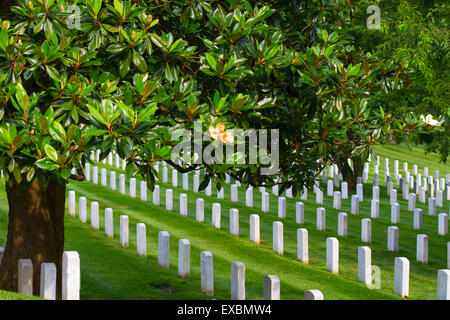 Grabsteine, Gräber, Arlington Staatsangehörig-Kirchhof, beschattet von Magnolia Baum, Virginia Stockfoto