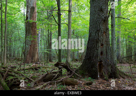 Toten Eiche Baum ohne Rinde Morgen gegen Jugendliche Laub Stand von Białowieża Wald und alte Fichte im Vordergrund Stockfoto