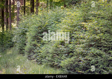 Junge Bäume Buche in den nordeuropäischen Sommer Wald Fagus Sylvatica Eule Berge niedriger Schlesien Polen Stockfoto