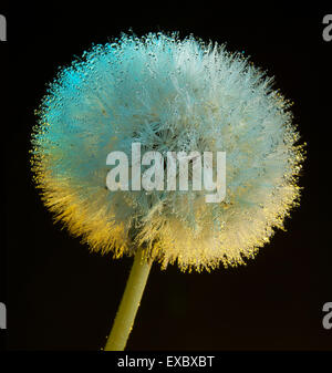 Löwenzahn Blüte (Taraxacum) Tau am Morgen. (Asteraceae). (Taraxacum Officinale). Stockfoto