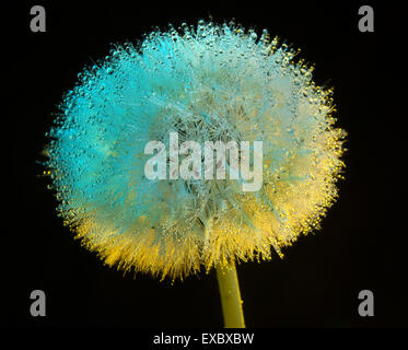 Löwenzahn Blüte (Taraxacum) Tau am Morgen. (Asteraceae). (Taraxacum Officinale). Stockfoto