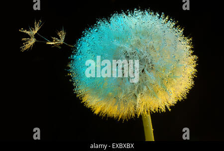 Löwenzahn Blüte (Taraxacum) Tau am Morgen. (Asteraceae). (Taraxacum Officinale). Stockfoto