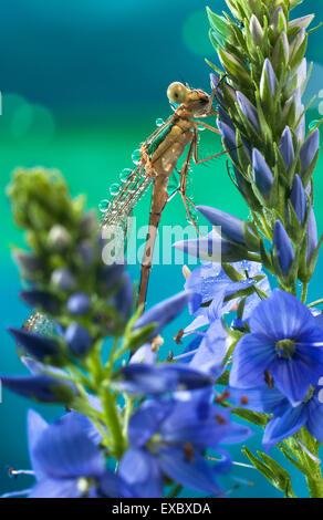 Libelle Luetke Braut (Lestes Sponsa) Blumen (Veronica). (Lestidae). Stockfoto