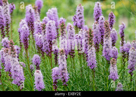 Blazing Star lila Blüten Liatris spicata Stockfoto