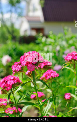 Rosa Blumen türkischer Nelke, Dianthus barbatus auf der Wiese Stockfoto