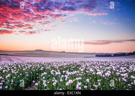 Bereich der kultivierten weißen Mohn in der Nähe von Rockley in Wiltshire. Stockfoto