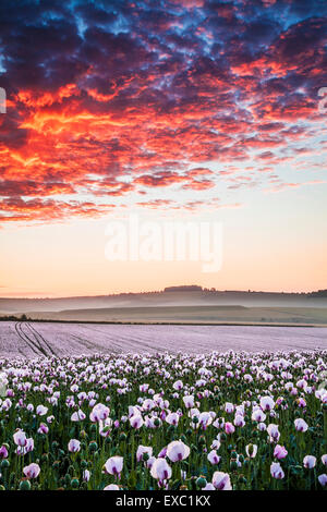 Bereich der kultivierten weißen Mohn in der Nähe von Rockley in Wiltshire. Stockfoto