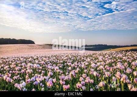 Bereich der kultivierten weißen Mohn in der Nähe von Rockley in Wiltshire. Stockfoto