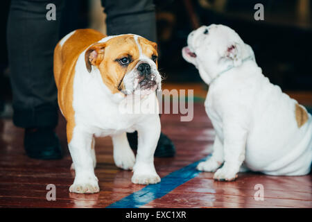 Schließen Sie zwei junge braune und weiße englische Bulldogge Hunde sitzen auf Holzboden Stockfoto