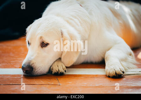 Close Up junge weiße Golden Labrador Retriever Hund sitzt auf Holzboden Stockfoto