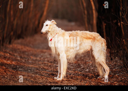 Weiße russische Wolfhound Hund, Barsoi, russische Jagd, Windhund, Psovaya Hüttenbetrieben zusammen, Psovoi. Frühling Herbst Zeit, im freien Stockfoto