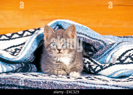 Kätzchen grau Tabby Verlegung unter Decke, beobachten Stockfoto