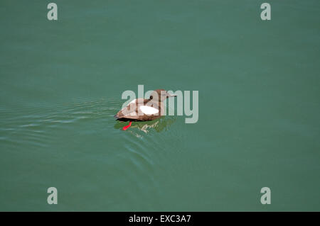 Black Guillemot Schwimmen im Hafen von Portpatrick Stockfoto