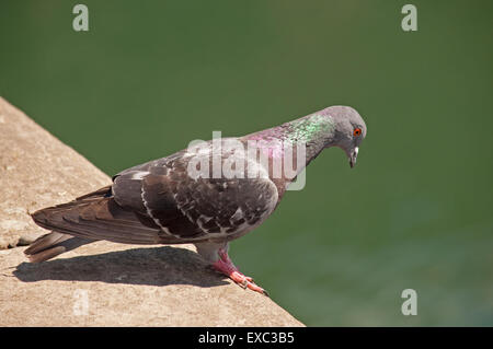 Wilde Taube auf der Hafenmauer zu Portpatrick Stockfoto