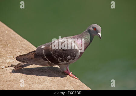 Wilde Taube auf der Hafenmauer zu Portpatrick Stockfoto