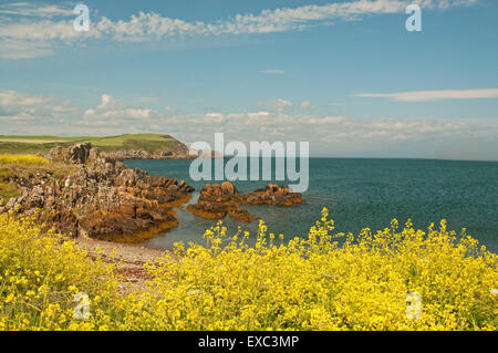 Insel der Fund Küste mit blühenden Meer Kohl Stockfoto