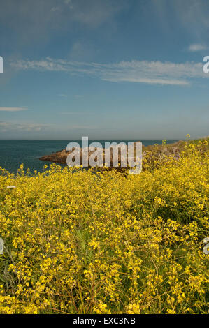 Insel der Fund Küste mit blühenden Meer Kohl Stockfoto