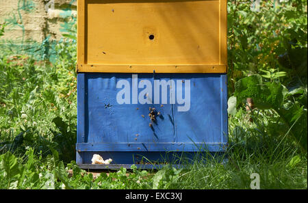 Zwei Abschnitte des Bienenstockes gelbe und blaue Farbe in den Garten im Sommer Stockfoto