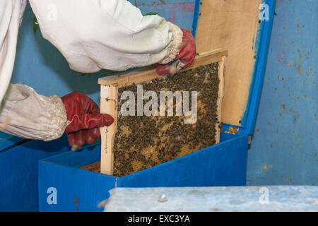 Imker installiert Frame in der blauen aufgetürmten Haare Stockfoto