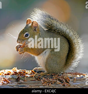 Nahaufnahme von roten oder "Kiefer" Eichhörnchen ernähren sich von Tannenzapfen Stockfoto