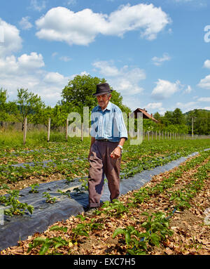 Alten Bauern zu Fuß unter die Erdbeeren-Zeilen auf dem Feld Stockfoto