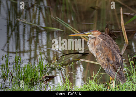 Purpurreiher, Ardea Purpurea, einziger Vogel Gras durch Wasser, Kenia Stockfoto