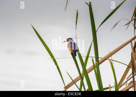 Malachit-Eisvogel (Alcedo Cristata) thront auf Zweig, Kenia Stockfoto