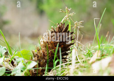 die Reife Tanne Kegel liegt in einer grünen Rasen unter den Strahlen der Herbstsonne Stockfoto