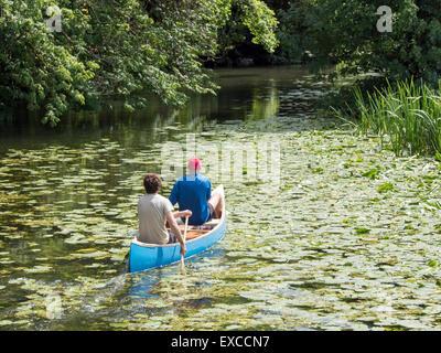 Hart gehen: zwei Kanuten kämpfen durch bewachsene Lilien auf dem Fluss Stour. Stockfoto