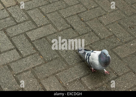 Nahaufnahme der städtischen Taube zu Fuß auf einem Bürgersteig. Stockfoto