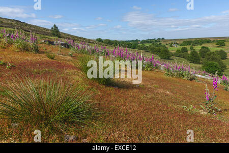 North York Moors in voller Blüte mit Fingerhut, Wollgras, Bäumen und blühenden Gräser in der Nähe von Goathland, Yorkshire, Großbritannien. Stockfoto