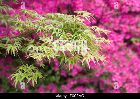 Acer Palmatum 'Kamagata' vor Rhododendron Amoenum. Stockfoto