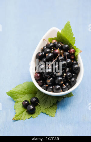 Ribes Nigrum. Frisch gepflückten Johannisbeeren in eine Schüssel geben. Stockfoto