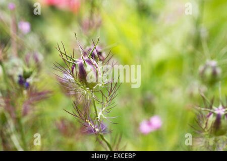 Nigella Damascena "Persischen Jewelsl" Seedhead. Liebe-in-the-Nebel Pflanzensamen. Stockfoto