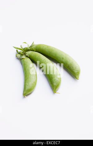 Pisum Sativum var. Macrocarpon. Frisch gepflückt drei Zucker Zuckerschoten auf weißem Hintergrund. Stockfoto